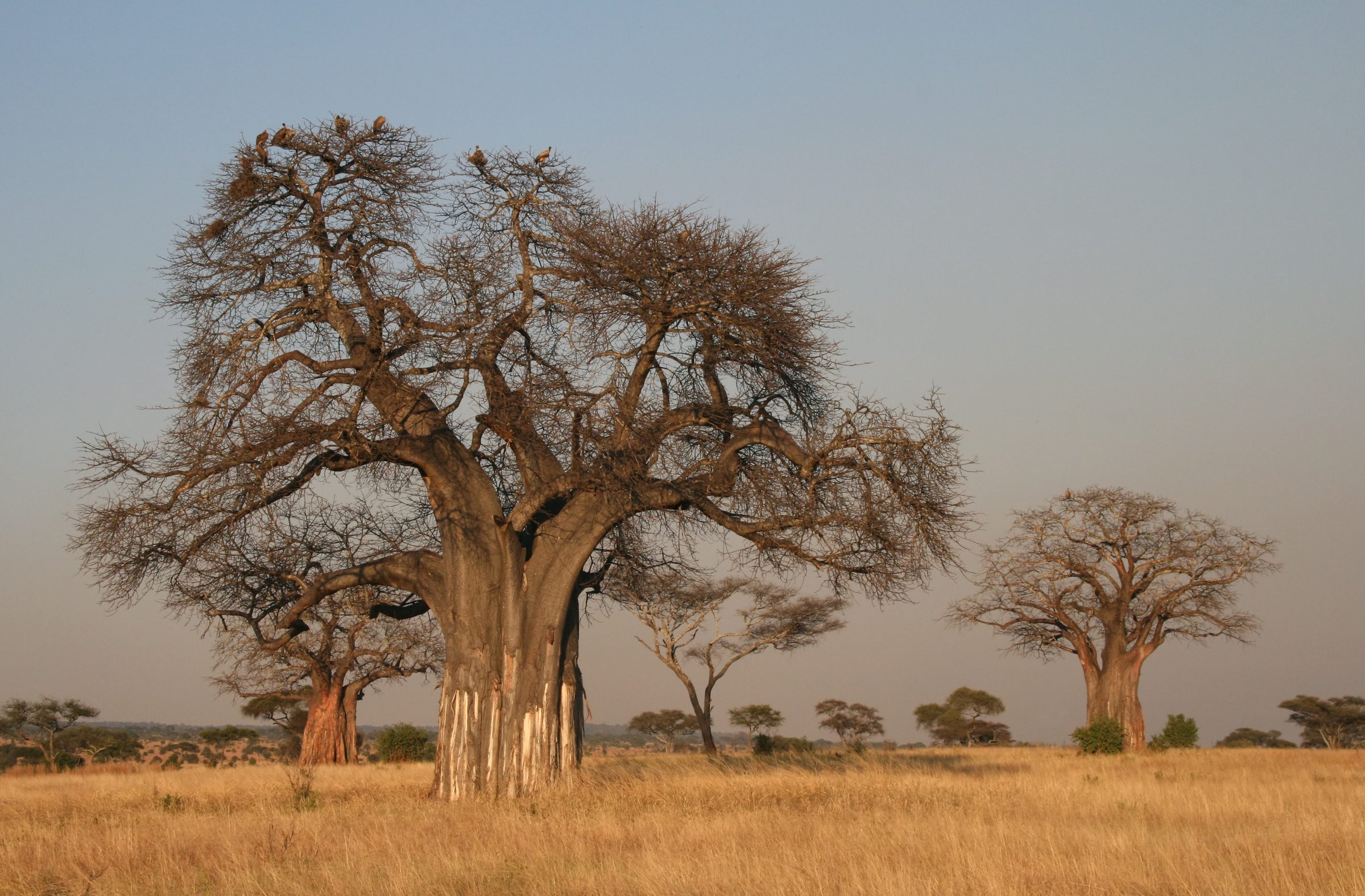 Leafless baobab trees in dry savanna grass at dusk
