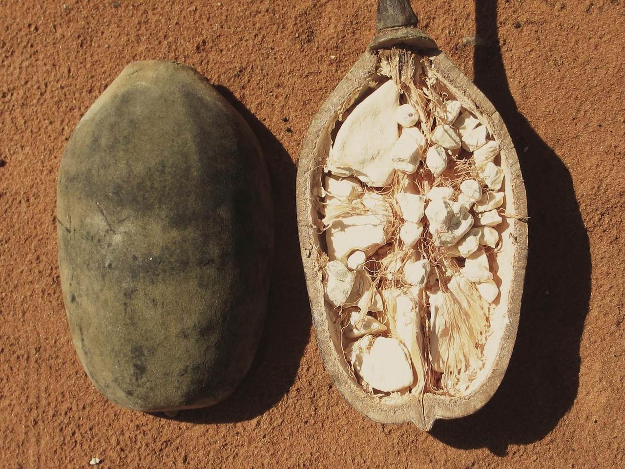 A baobab fruit next to one cut open, showing the chalky white pulp