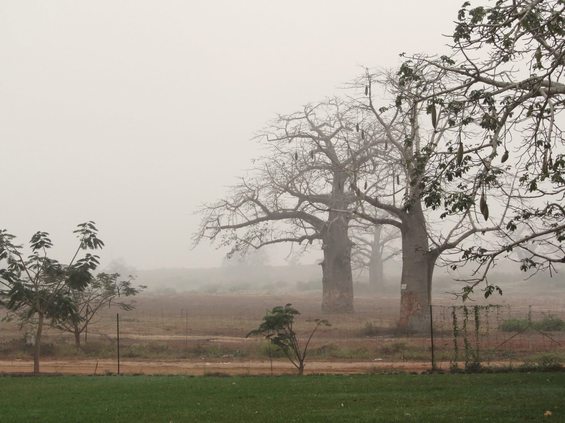 Imbondeiro trees in the cacimbo morning mist, Angola